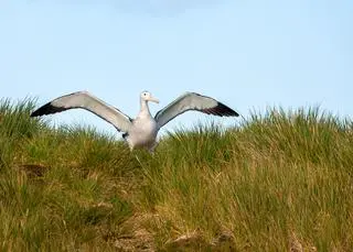 Albatros wędrowny
