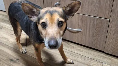 Dwa psy porzucone pod płotem legnickiego schroniska