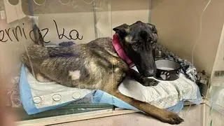 Waga Pierniczki była o blisko połowę za niska