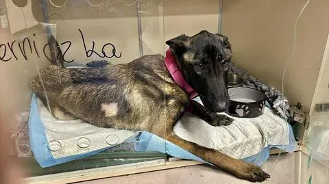 Waga Pierniczki była o około połowę za niska