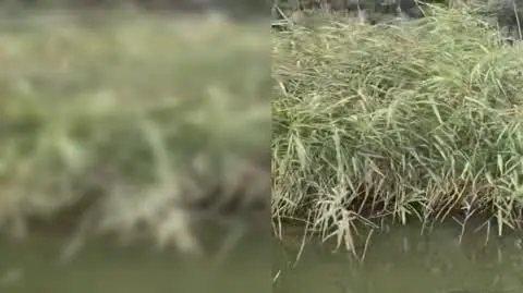 2008N321XR PIS DNZ ZALEWSKI