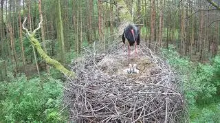 Bociany czarne na terenie województwa łódzkiego obserwowane są od 2016 roku