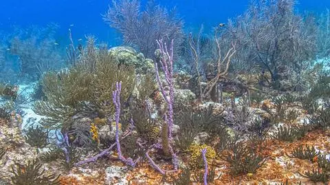 Karaibska rafa koralowa