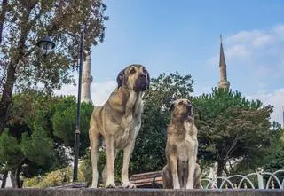 Wprowadzili zakaz dokarmiania bezpańskich psów