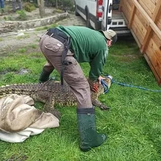 Krokodyl trafił z Sosnowca do zoo w Poznaniu
