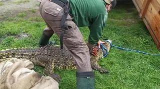 Krokodyl trafił z Sosnowca do zoo w Poznaniu