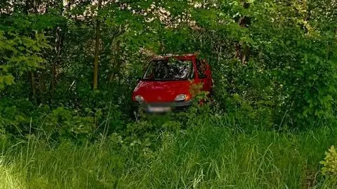 Seicento "ukryło się" w zaroślach
