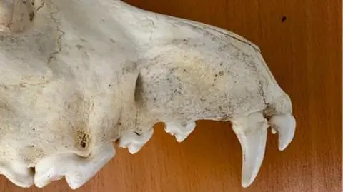 Widok szczęki wilka z boku 