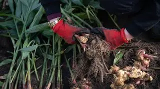 Uprawa znajduje się w  Centrum Edukacji Przyrodniczej Marcelin Uniwersytetu Przyrodniczego w Poznaniu