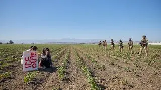 Akcja służb migracyjnych na plantacji marihuany w Camarillo w Kalifornii