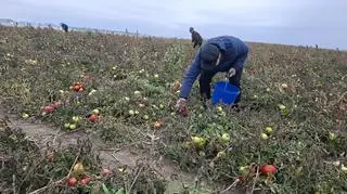 Każdy może przyjechać i zbierać 