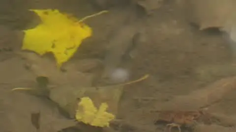 900 raków szlachetnych