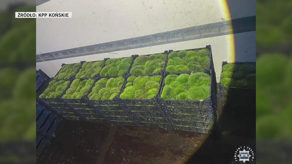 Klatka kluczowa-1646