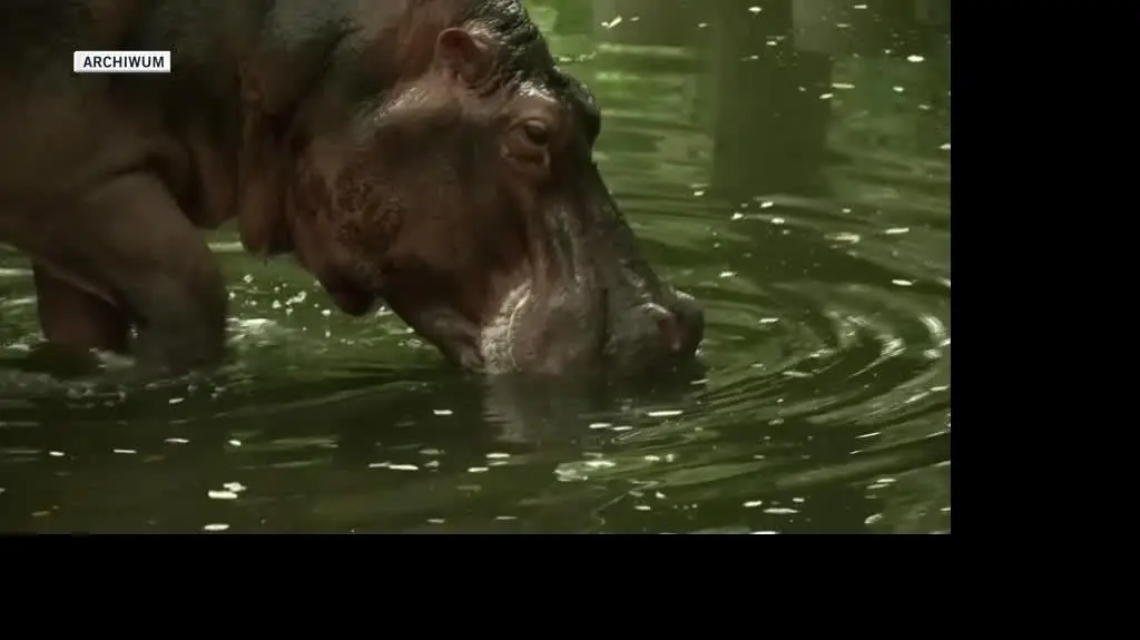HIPPOPOTAMUS