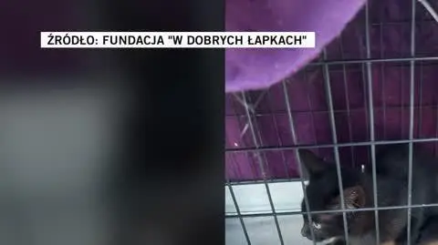 Fundacja "W Dobrych Łapkach"