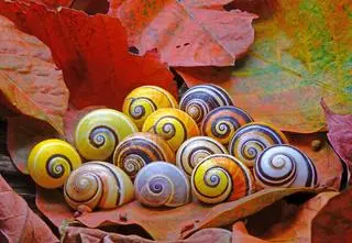 Są tak piękne, że mogą przez to wyginąć