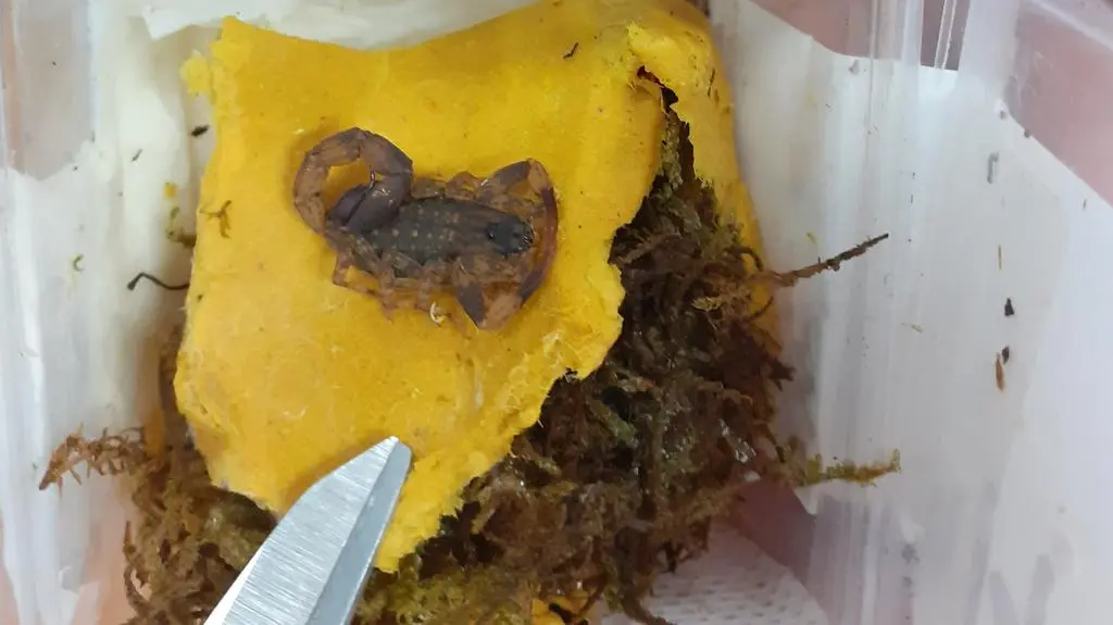 Paczkę nadano w Hongkongu