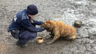 Pies trafił do schroniska