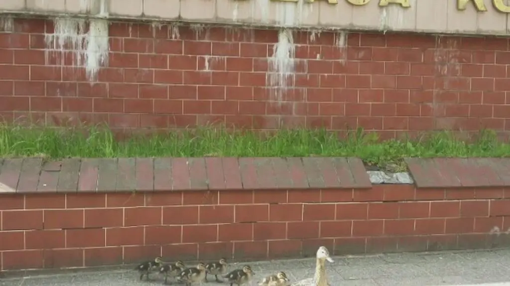 Kaczki spacerują po Gdańsku