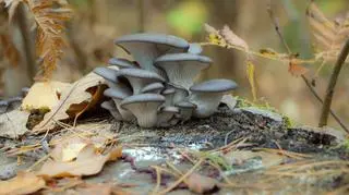 Boczniak ostrygowaty (Pleurotus ostreatus) - zdj. poglądowe