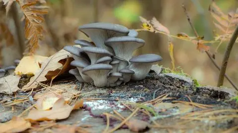 Boczniak ostrygowaty (Pleurotus ostreatus) - zdj. poglądowe