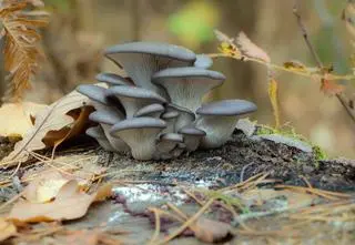 Te popularne grzyby mają supermoce i mogą nas uratować