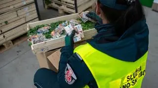 Papierosy ukryte w pietruszce. W wykryciu kontrabandy pomógł pies