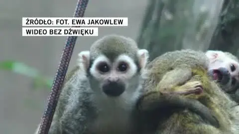 slajd