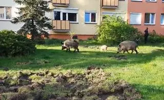Dziki na dobre zadomowiły się na toruńskich osiedlach