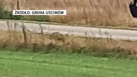 Gmina Uścimów