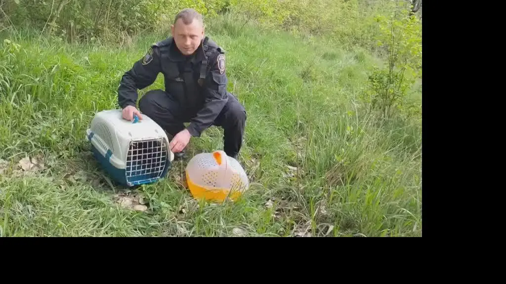 Ekopatrol z pomocą kaczej rodzinie