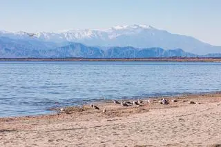 Jezioro Salton Sea w Kalifornii