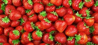 To przysmak z Kaszub. Czy mroźna zima odbije się na jego zbiorach?