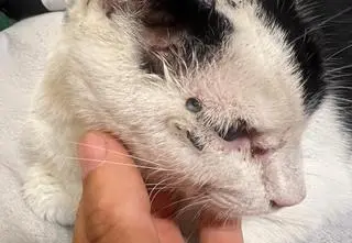 Ktoś strzelał do kotki. Zwierzę wróciło z 18 ranami