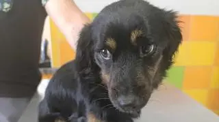 Szczeniak, który przeżył trafił do schroniska w Łowiczu