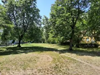 Mieszkańcy Bema 93 twierdzą, że parking ma powstać w pasie między drzewami 