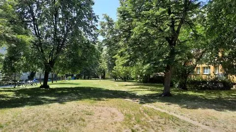 Mieszkańcy Bema 93 twierdzą, że parking ma powstać w pasie między drzewami 