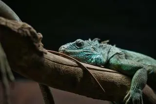 Iguana