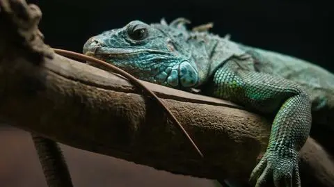 iguana shutterstock_2629266135