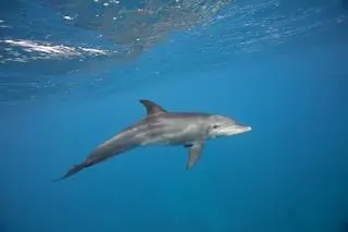 Delfin butlonosy (zdjęcie poglądowe)