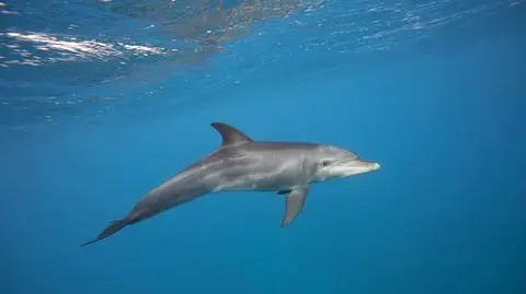Samotny delfin butlonosy podejrzewany o serię ataków na ludzi
