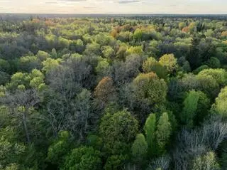 Puszcza Białowieska jest jednym z ostatnich naturalnych kompleksów leśnych o charakterze pierwotnym w Europie