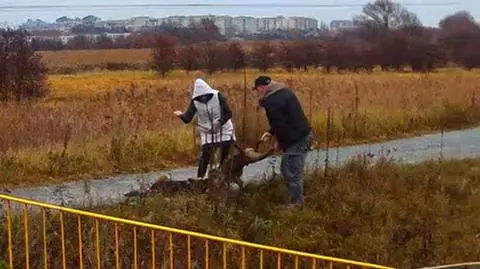 Amstaff zaatakował ludzi i psa na wrocławskim osiedlu Kowale
