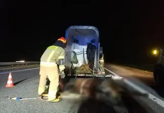 Wiózł konie w przyczepce, wjechał w niego bus