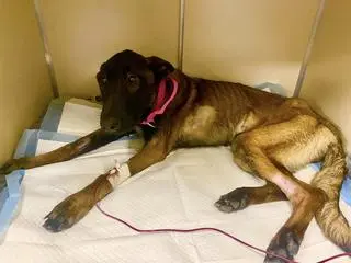 Suczka została zabrana z mieszkania, w którym głodowała