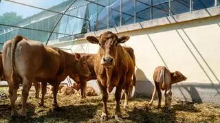 Wysoko nad Ziemią nam służy, przy powierzchni nas zabija