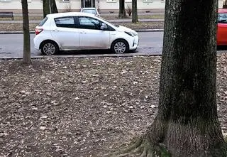 Ktoś rozsypuje truciznę na krakowskich osiedlach. "Pilnujcie swoich czworonogów na spacerach"