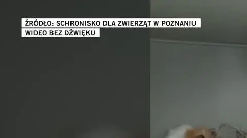 Schronisko dla zwierząt w Poznaniu