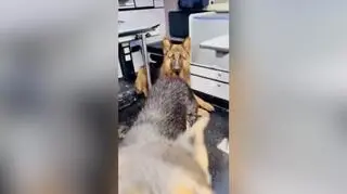 Dwa owczarki same na drodze ekspresowej