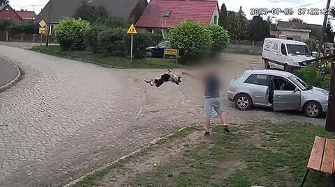 Rzucił psem o ziemię